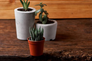 Oda Dekorasyon kaktüs sevgilisi için el yapımı beton tencerede etli bitki
