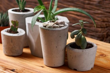 DIY beton tencere küçük succulents, yakın çekim. ev konfor kavramını