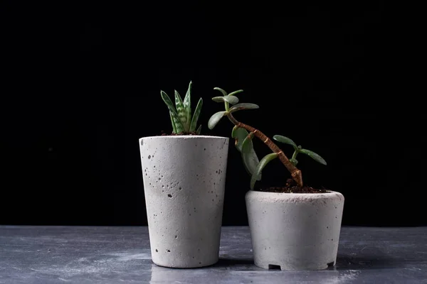 Succulent plant in handmade concrete pot in room decoration for cactus lover — Stock Photo, Image