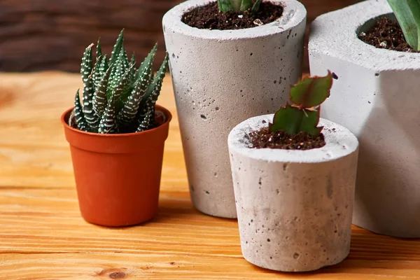 Pianta verde in una pentola di cemento, decorazione domestica creativa. su fondo di legno — Foto Stock