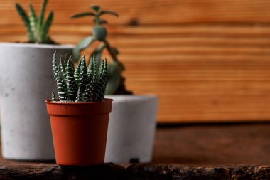 Succulents ve DIY beton tencerede crassulain. Sadece kaplarda Ekili. Ahşap arka plan üzerinde. ev konfor kavramını