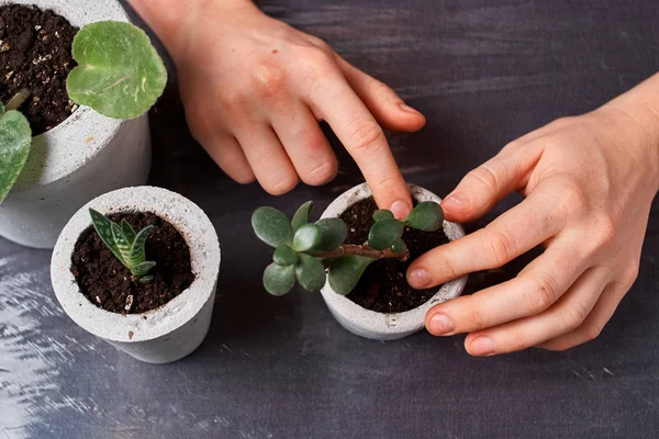 Yeşim bitkisi DIY beton pot etli ve viola. Sadece kaplarda Ekili. Siyah arka plan üzerine. ev konfor kavramını