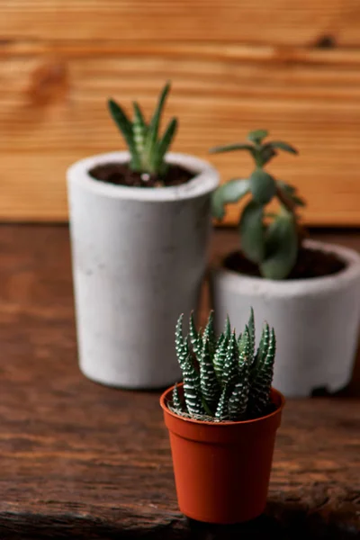 succulent plant in handmade concrete pot in room decoration for cactus lover