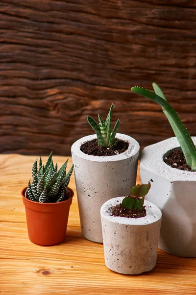 Succulents, aloe dan crassulain dalam pot beton diy. Hanya ditanam di pot. Pada latar belakang kayu. konsep rumah. — Stok Foto