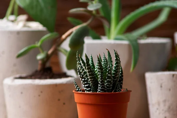 Succulents, aloe ve DIY beton tencerede crassulain. Sadece kaplarda Ekili. Ahşap arka plan üzerinde. ev kavramı