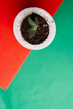 minimalist kentsel Bahçe veya şık iç arka plan çeşitli succulents ile. Seçici odak