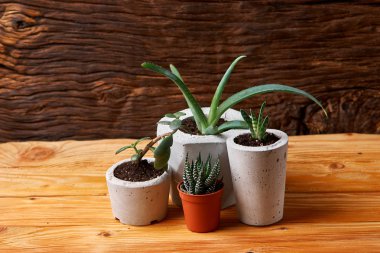 Oda Dekorasyon kaktüs sevgilisi için el yapımı beton tencerede etli bitki