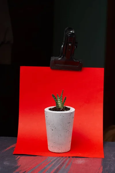 Succulents in diy concrete pot. Only planted in pots. On red background. the concept of home comfort