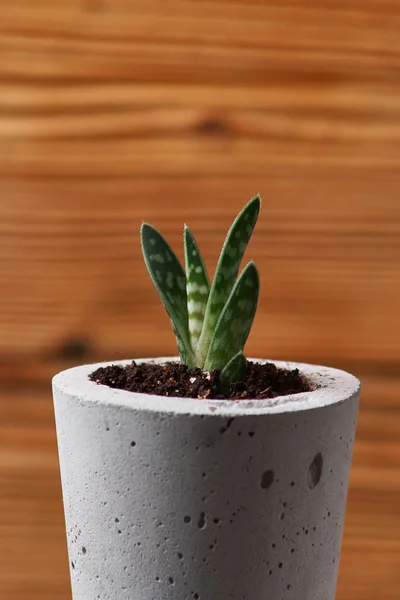 Giardinaggio urbano minimalista o elegante sfondo interno con varie piante grasse. Focus selettivo — Foto Stock