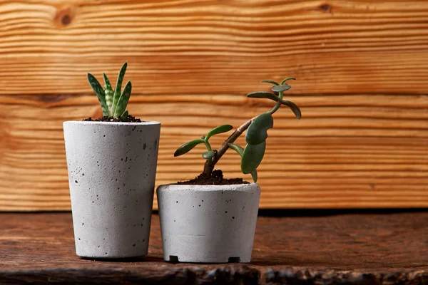 Primo piano di minuscole piante grasse in vasi di cemento fai da te. il concetto di comfort domestico — Foto Stock