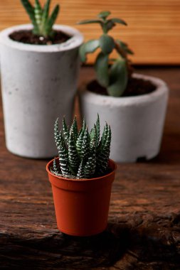 DIY beton tencere küçük succulents, yakın çekim. ev konfor kavramını