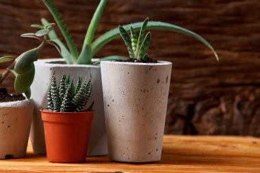 yeşil bitki yaratıcı ev dekorasyon beton bir tencerede. ahşap arka plan üzerinde