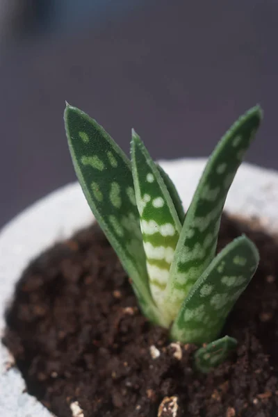 Planta suculenta em vaso de concreto artesanal em decoração de quarto para amante de cacto — Fotografia de Stock