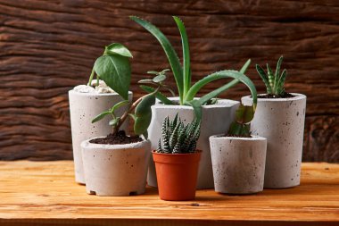 yeşil bitki yaratıcı ev dekorasyon beton bir tencerede. ahşap arka plan üzerinde