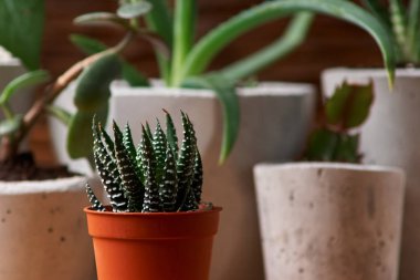 yeşil bitki yaratıcı ev dekorasyon beton bir tencerede. ahşap arka plan üzerinde