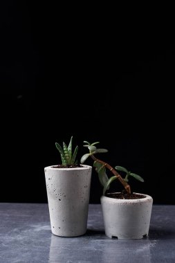 leziz ve crassulain DIY beton kap. Sadece kaplarda Ekili. Siyah arka plan üzerine. ev konfor kavramını