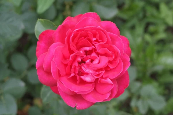 Pink rose close up. macro, selective focus — Stock Photo, Image