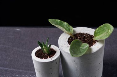 DIY beton tencere küçük succulents, yakın çekim. ev konfor kavramını