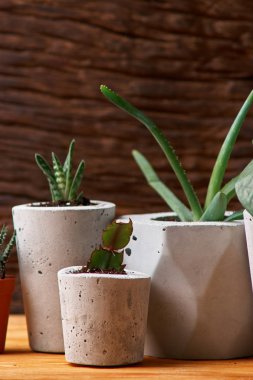 Succulents, aloe ve DIY beton tencerede crassulain. Sadece kaplarda Ekili. Ahşap arka plan üzerinde. ev kavramı