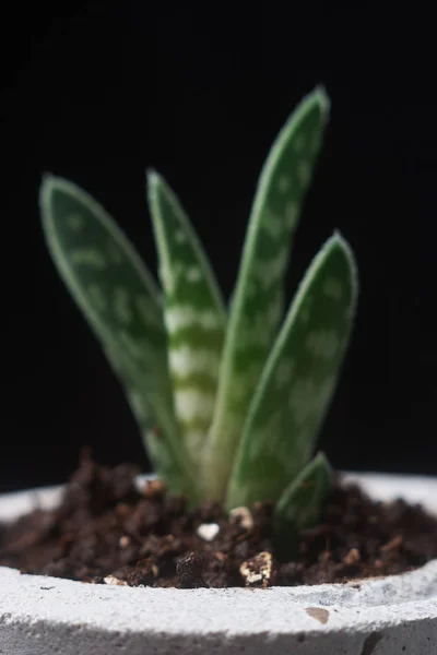 Planta verde en una maceta de hormigón, decoración creativa del hogar. sobre fondo negro —  Fotos de Stock