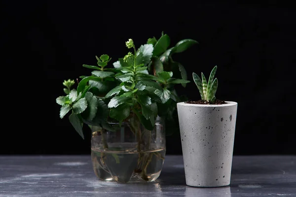 succulent plant in handmade concrete pot in room decoration for cactus lover