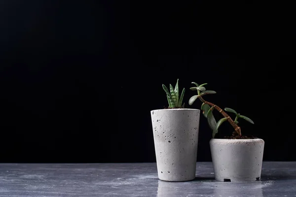 Minimalistisches Urban Gardening oder stilvolle Innenausstattung mit verschiedenen Sukkulenten. Selektiver Fokus — Stockfoto