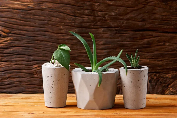 Plante succulente en pot en béton fait à la main dans la décoration de la chambre pour les amateurs de cactus — Photo