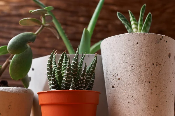 green plant in a concrete pot, creative home decoration. on wooden background