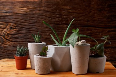 Succulents, aloe ve DIY beton tencerede crassulain. Sadece kaplarda Ekili. Ahşap arka plan üzerinde. ev kavramı