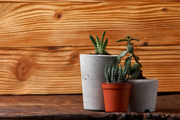Minimalist urban gardening or stylish interior background with various succulents. Selective focus — Stock Photo, Image