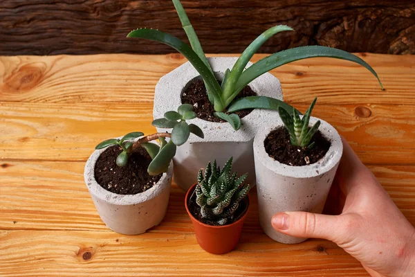 Succulente, aloe e crassulain in vaso di cemento fai da te. Piantato solo in vaso. Sullo sfondo di legno. il concetto di casa — Foto Stock