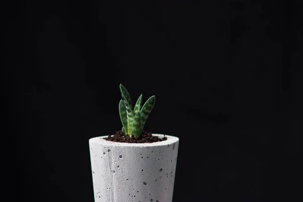 Jardinería urbana minimalista o fondo interior con estilo con varias suculentas. Enfoque selectivo —  Fotos de Stock