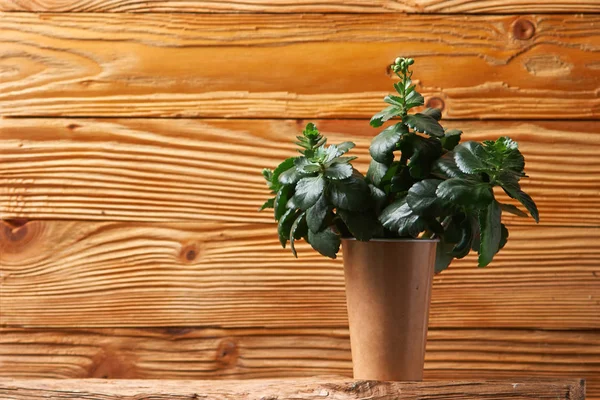 Kalanchoe come concetto di pianta della casa e l'ecologia. Home piante da vicino — Foto Stock