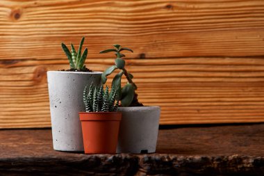 DIY beton tencere küçük succulents, yakın çekim. ev konfor kavramını