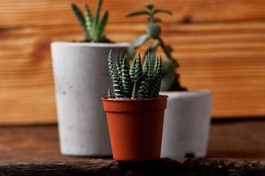 DIY beton tencere küçük succulents, yakın çekim. ev konfor kavramını