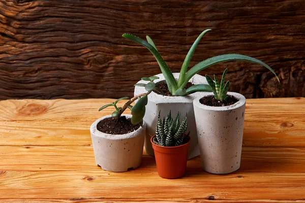 Gros plan de minuscules succulents dans des pots en béton bricolage. le concept de confort à domicile — Photo