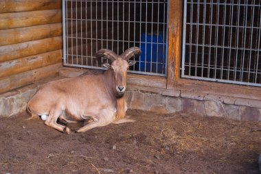 Dağ Keçileri Portresi. Hayvanat bahçesinde güzel bir yaz günü