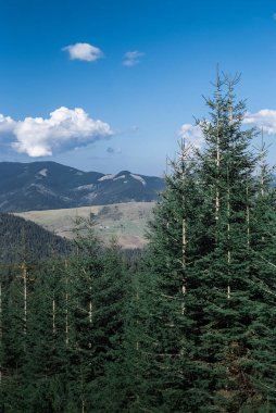 Bulutlar ve iğne yapraklı ormanlarla güneşli bir günde dağlar. Manzara
