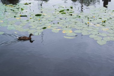 Ördek yaz günü berrak mavi gölde oluşumunda yüzme