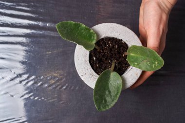 DIY beton tencere küçük viola, yakın çekim. ev konfor kavramını