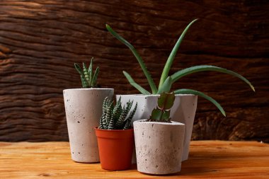 DIY beton tencere küçük succulents, yakın çekim. ev konfor kavramını