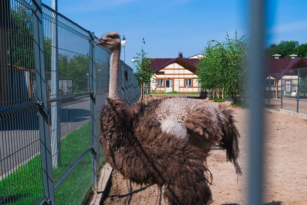 Hayvanat bahçesinde devekuşları, devekuşu çiftliği, kentsel çevrede devekuşu. Yaz günü
