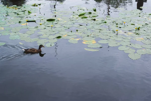 Ördek yaz günü berrak mavi gölde oluşumunda yüzme