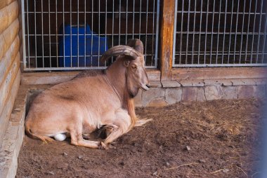 Dağ Keçileri Portresi. Hayvanat bahçesinde güzel bir yaz günü