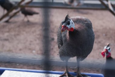 Hayvanat bahçesindeki bir kafeste yaygın bir sülün. Hayvanat bahçesinde Sümer günü