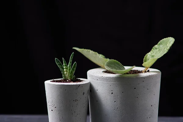 Planta violeta en maceta de hormigón hecho a mano en la decoración de la habitación para el amante del jardín — Foto de Stock