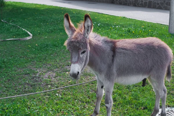 Donkey eating grass in the garden in summer day. Zoo