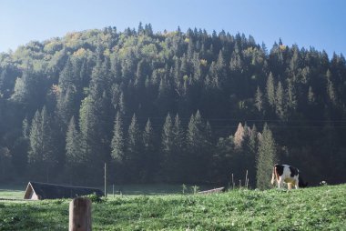 Bulutlar ve iğne yapraklı orman ile güneşli bir günde dağlar. Karada
