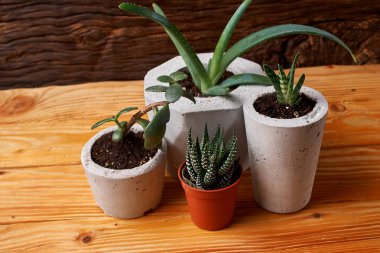 Oda Dekorasyon kaktüs sevgilisi için el yapımı beton tencerede etli bitki