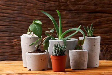 minimalist kentsel Bahçe veya şık iç arka plan çeşitli succulents ile. Seçici odak